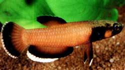 Betta albimarginata male