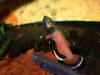 Betta albimarginata