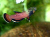 Betta albimarginata