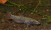 Betta albimarginata