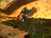 Betta albimarginata