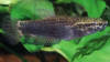 Betta albimarginata female