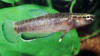 Betta albimarginata female