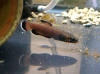 Betta albimarginata