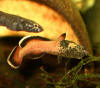 Betta albimarginata