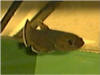 Betta enisae