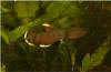 Betta enisae