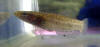 Betta albimarginata female