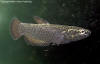 Betta albimarginata female