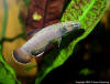 Betta_albimarginata_male_by_Nonn_Panitvong