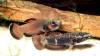 Betta albimarginata pair