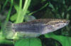 Betta albimarginata female