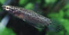 Betta albimarginata young