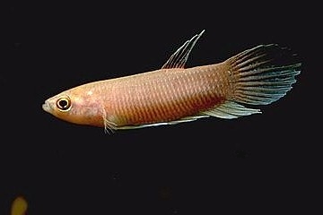 Betta sp.aff.anabatoides