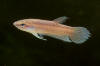 Betta sp. Bangka