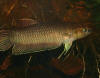 Betta bellica