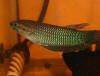 Betta bellica