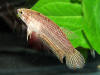 Betta bellica female