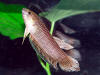 Betta bellica male