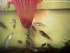 Betta bellica juveniles
