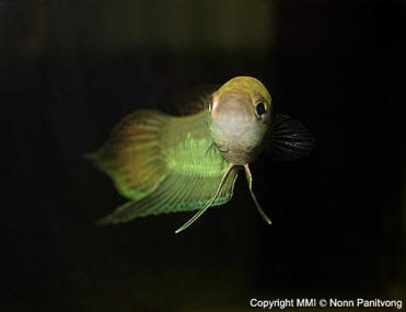 Betta bellica male