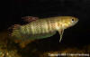 Betta bellica