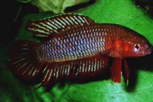 Betta burdigala male