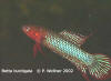 Betta burdigala