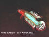 Betta burdigala