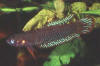 Betta channoides female
