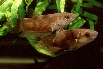 Betta chlorophaynx