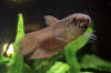 Betta chlorophaynx
