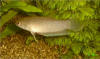 Betta enisae
