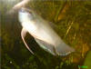 Betta enisae
