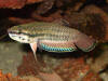Betta falx