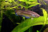 Betta falx