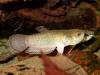 Betta falx