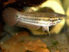 Betta falx