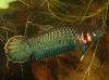 Betta foerschi