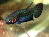 Betta foerschi