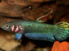 Betta foerschi