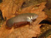 Betta foerschi