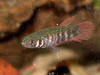Betta foerschi