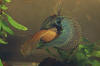 Betta foerschi Mandor