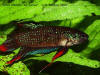 Betta imbellis