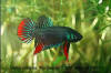Betta imbellis