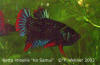 Betta imbellis