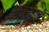 Betta imbellis