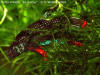 Betta imbellis