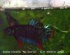 Betta imbellis